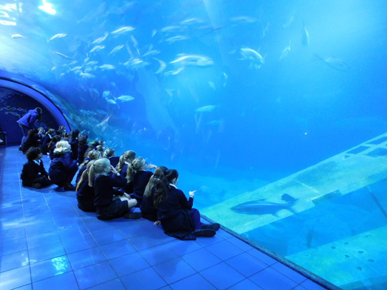 Year 6 ‘s exciting visit to Plymouth Aquarium The Maynard School